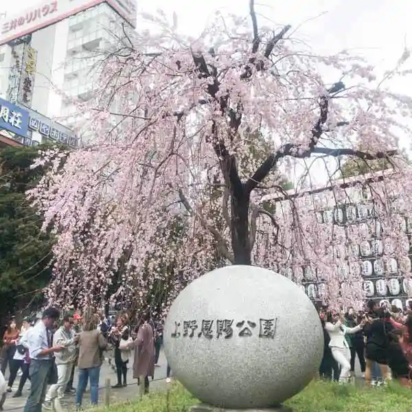 The photo shows weeping cherry trees at the entrance of Ueno Park. The cherry blossoms are at 80% of their peak bloom. Tourists from abroad admire the beautiful flowers.