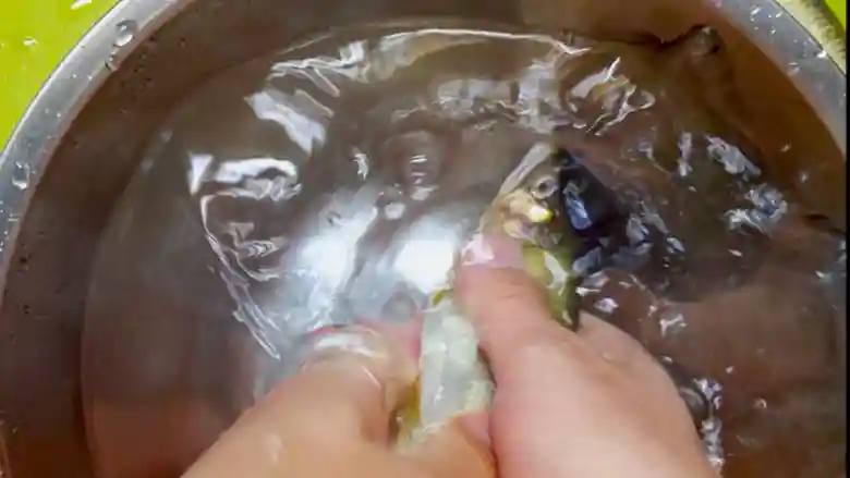 鮎の表面のぬめりを洗い落としている写真です。ボールにためた水の中で、指をつかってぬめりを洗い落としています。