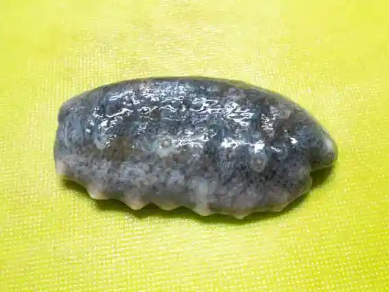 ナマコの写真です。ナマコのぬめりと臭みを取るために塩を振ってからボールをかぶせてかき混ぜました。表面の青みが強くなっています。