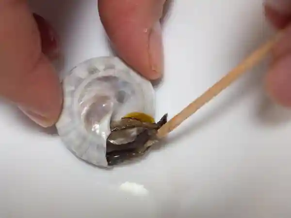 ながらみの身を楊枝で取り出している写真です。 貝の口に付いている茶色の薄い膜を取り除き、クルッと回しながら取り出します