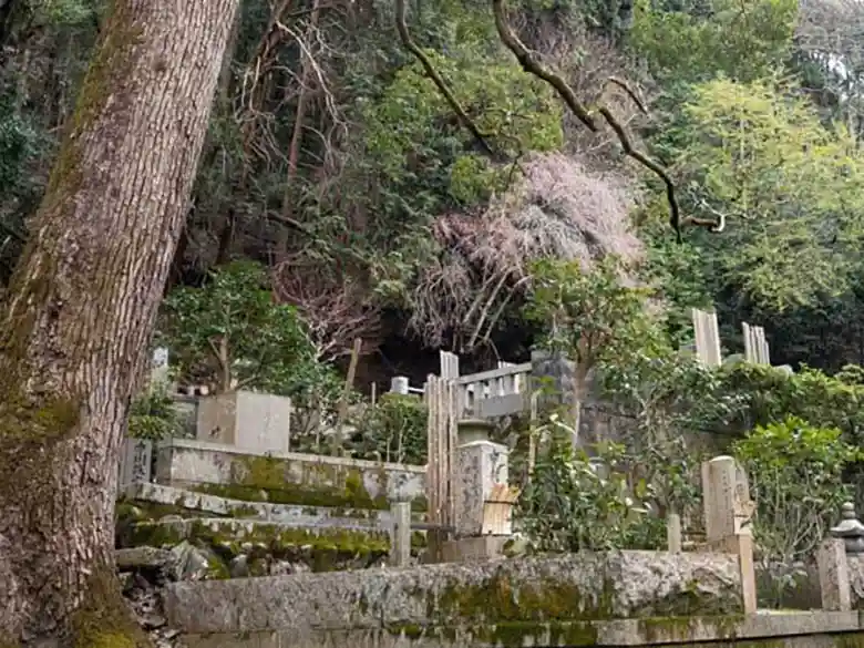 法然院の墓所の写真です。山を背にした墓地の奥にしだれ桜が咲いています。この桜の下に谷崎潤一郎の墓所があります。桜は平安神宮の紅しだれと同じ桜で、生前に谷崎潤一郎が植えました。