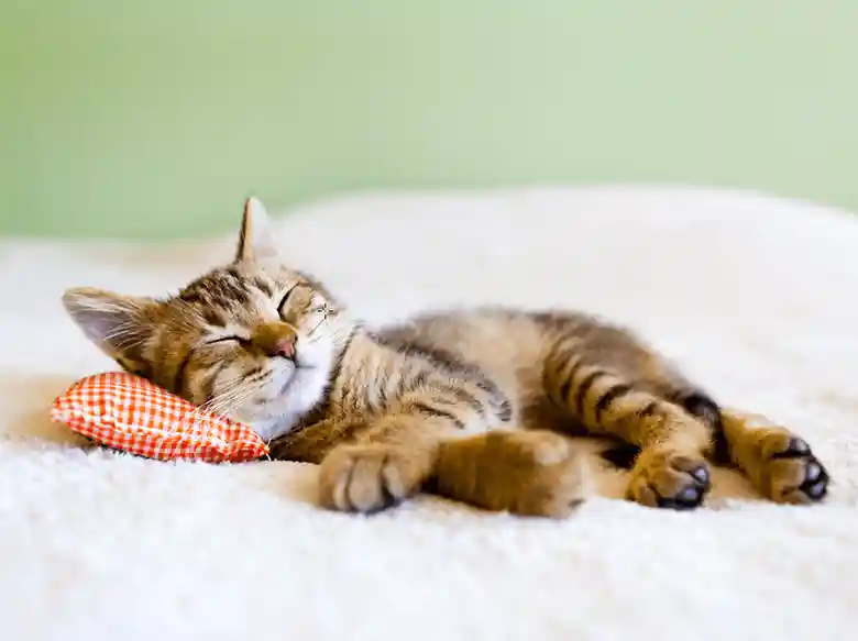 居眠りしている子猫の写真です。白いカーペットの上で赤いチェックの枕をして子猫が寝ています。