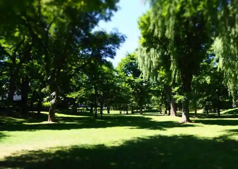 中央ローンと呼ばれる緑地の写真です。12,000平方メートルの広さでハルニレの巨木が植わっています。