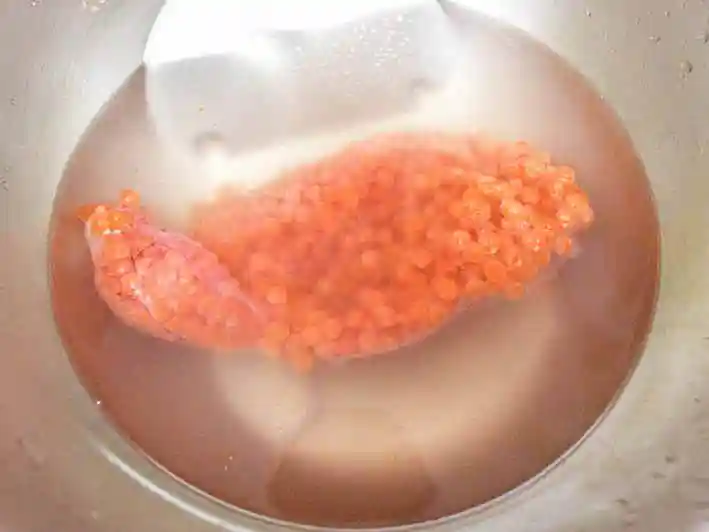 生筋子を洗っている写真です。40度くらいのぬるま湯2Lに、塩大さじ1杯を加えて筋子を洗います。