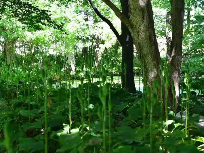 ポプラ並木に隣接する花木園のの写真です。北海道に多く見られる花木が自然なかたちで植えられています。