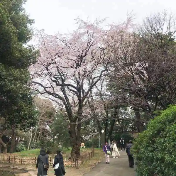 This photo shows cherry blossoms in the garden on the north side of Honkan at the Tokyo National Museum. The cherry blossoms are in their fifth stage of bloom.