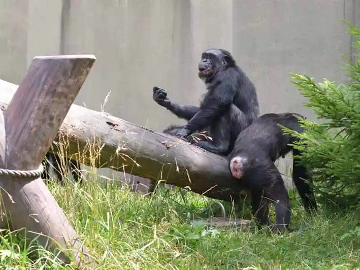2頭のチンパンジーの写真です。チンパンジーが2頭、木の上に乗って遊んでいます。
