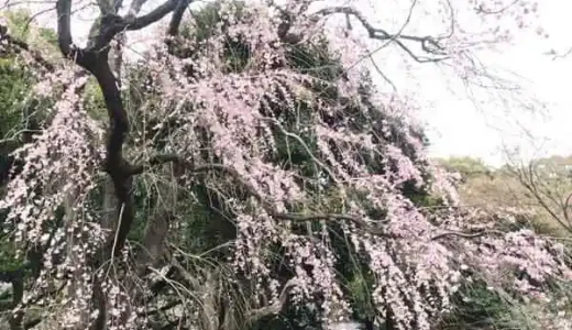 The photo depicts a weeping cherry tree planted near a pond at the Tokyo National Museum. The cherry blossoms are at about 70% of their peak.