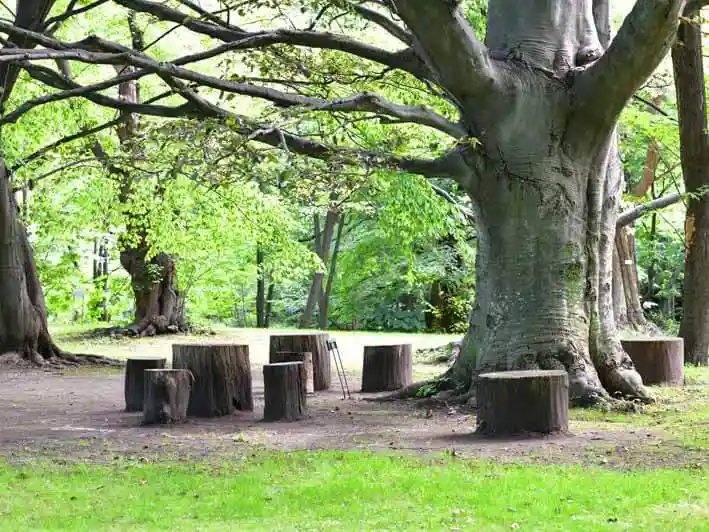 伐採した木の根もとを利用したベンチです。ハルニレの巨木の根もとに木株のベンチが並んでいます。