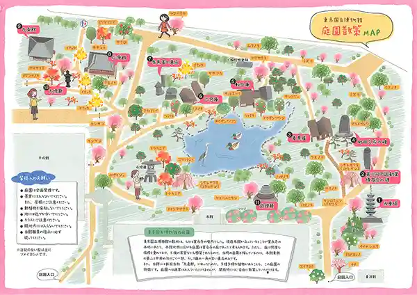 東京国立博物館 庭園散策MAPの写真です。東京国立博物館本館の北側に広がる庭園をイラストで表した地図です。