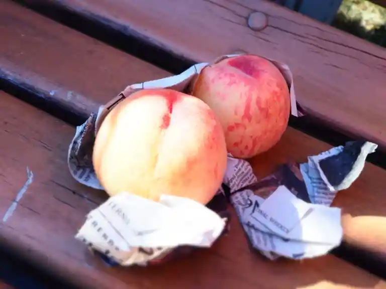 北海道産の桃の写真です。新聞紙に包まれています。丸山動物園内のセブンイレブンで購入しました。
