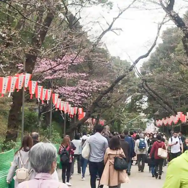 The photo shows a row of cherry trees in Ueno Park. Tourists can be seen walking along the rows of cherry trees and admiring the cherry blossoms. The cherry blossoms are at 50 to 60% of their peak bloom.