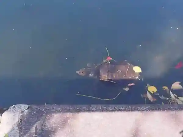 This photo shows a turtle swimming in a moat approximately 30 cm in length.
