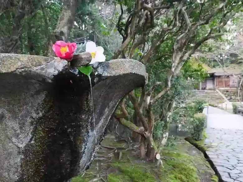 This photo shows a chozuya made of stone. The chozuya is a source of purifying water for washing hands and rinsing the mouth before visiting shrines and temples. Red and white camellia flowers are floating in the water. 