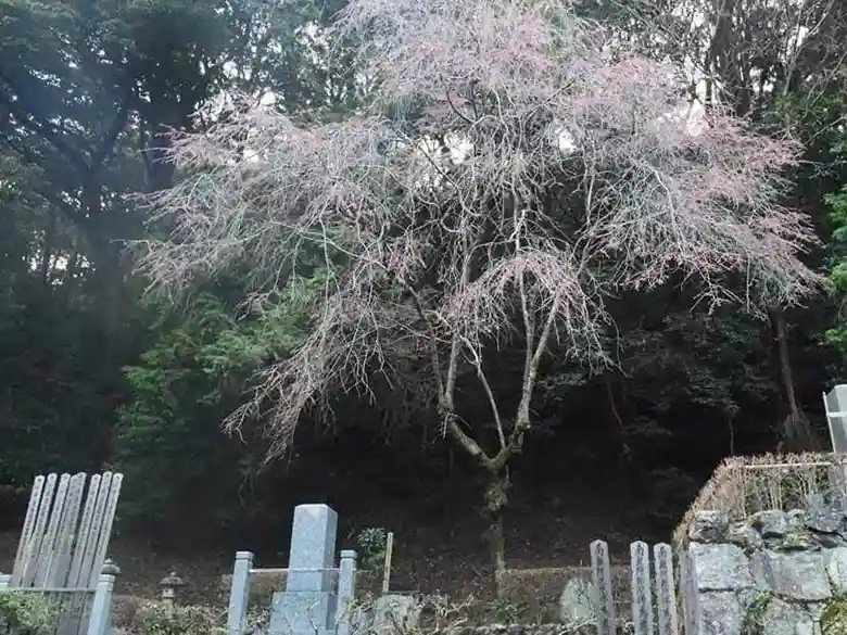This photo shows a weeping cherry tree planted at the gravesite in Honen-in. At the foot of this tree are the graves of Tanizaki Junichiro and his wife.