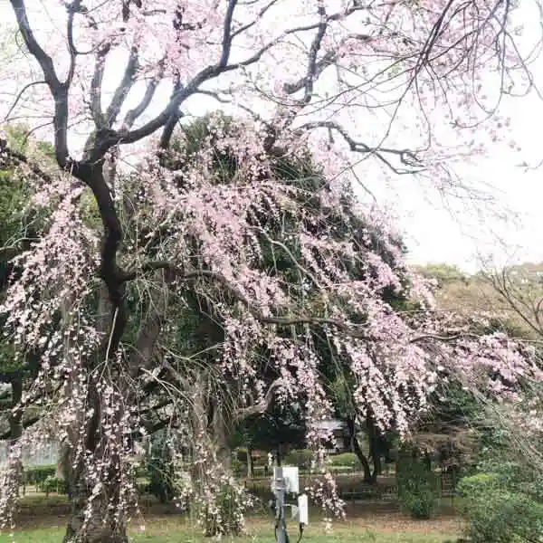 池のほとりに咲いている枝垂れ桜の写真です。7分ほど花が咲いています。