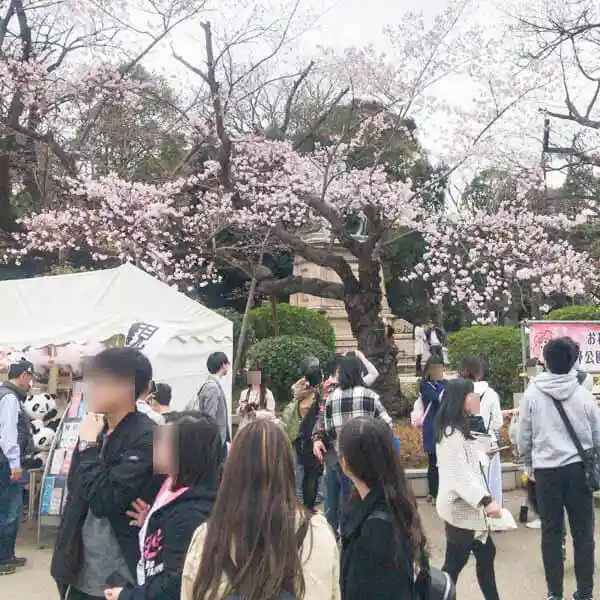 上野公園に植わっている桜の木の写真です。大勢の人で賑わっています。