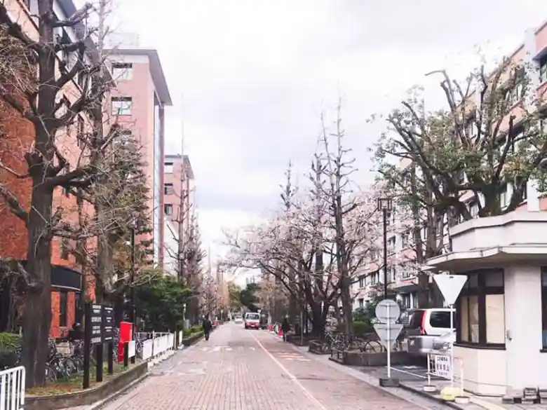 京都大学の吉田キャンパス北部構内の写真です。正門から北へ向かう銀杏並木が写っています。
