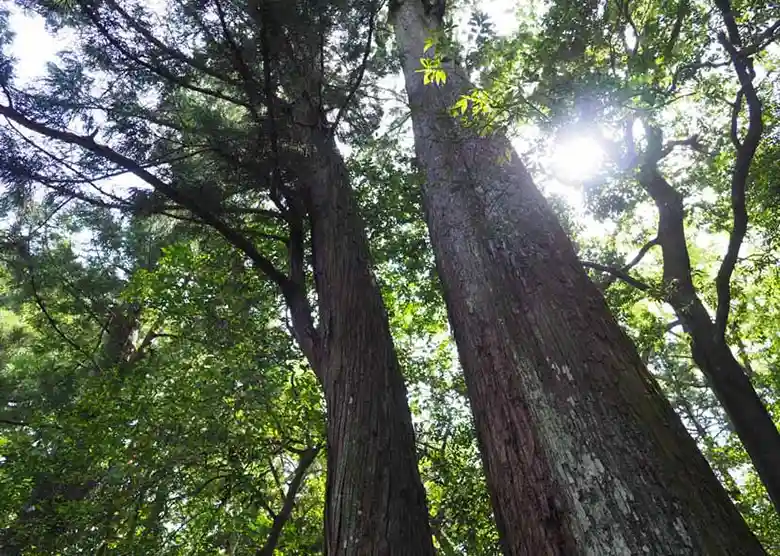 This photo shows the vast trees towering beside the approach to the Geku of Ise Grand Shrine. Cutting down trees has been prohibited in the sacred area of Ise Grand Shrine. For this reason, giant trees, several hundred years old, tower over the sides of the approach to the shrine as if they were poking through the heavens.