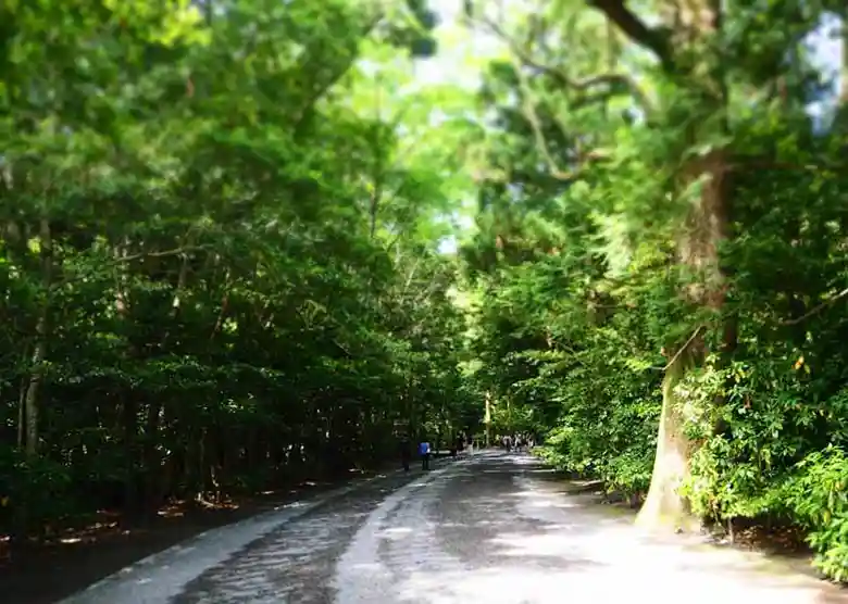 This photo shows the approach to the Geku of the Ise Grand Shrine. Giant trees grow on both sides of the path. At Geku, worshippers walk on the left side of the way. The middle of the course is for the gods.