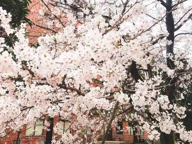 This photo shows cherry blossoms on the northern campus of Kyoto University's Yoshida Campus. The cherry blossoms are in full bloom.