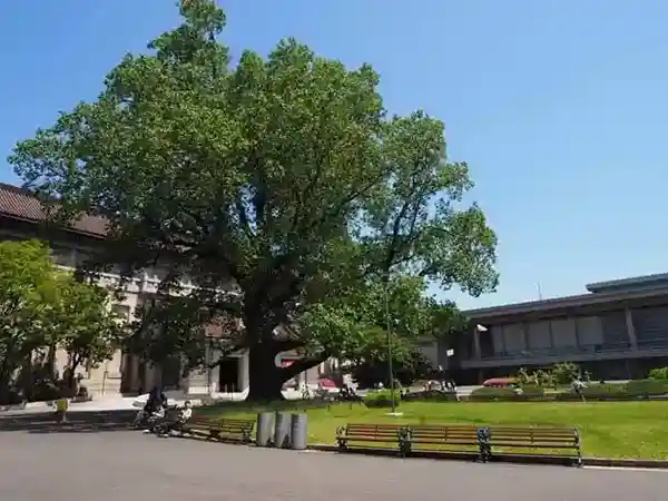 This photo shows six wooden benches placed in front of the main building of the Tokyo National Museum. The benches are located under a large lily tree.