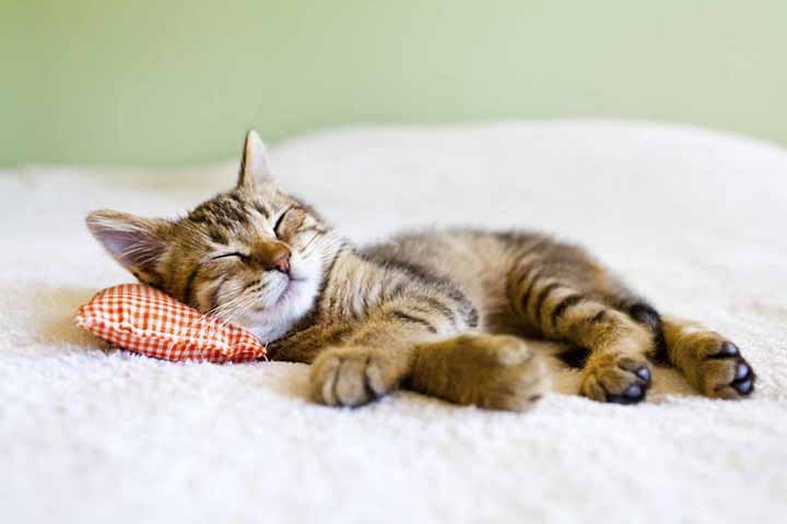 眠っている子猫の写真です。赤いチェックの枕をしています。とてもリッラクスした表情をして寝ています。