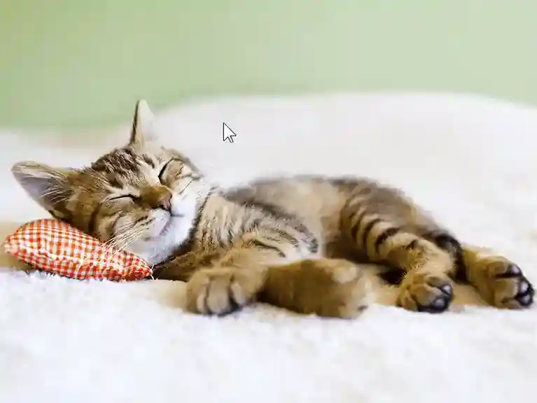 居眠りしている子猫の写真です。白いカーペットの上で赤いチェックの枕に頭をのせて子猫が寝ています。