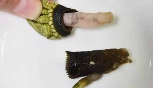 柄を引き剥がした亀の手の写真です。亀の手の爪からピンク色の身が飛び出しています。この身を食べます。