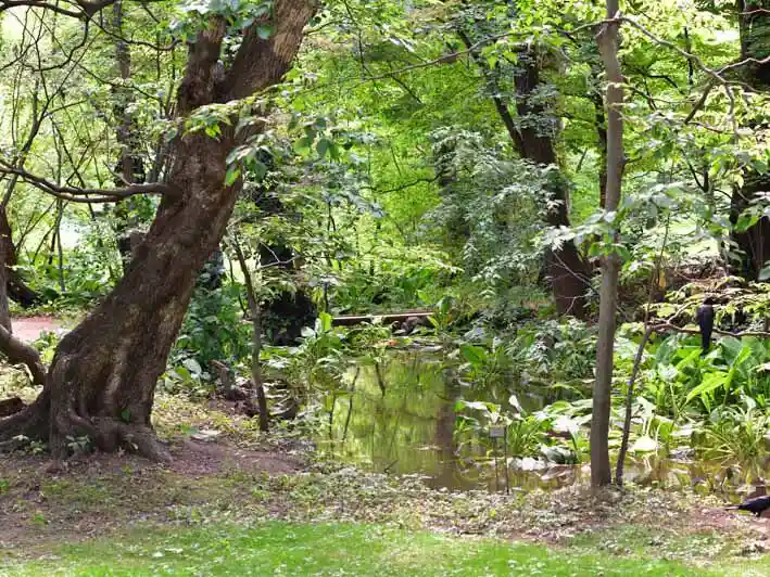 池の畔に立つハルニレの巨木の写真です。池には木の橋がかかっています。