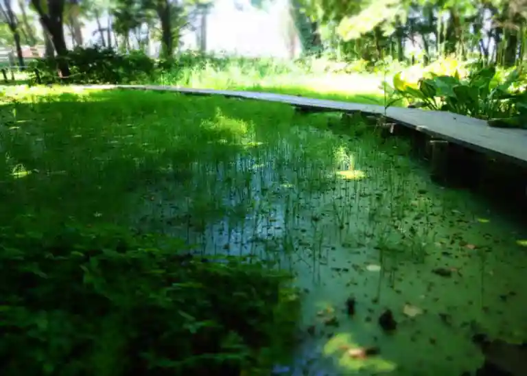 花木園にある池の写真です。池の周りには木道が整備されています。